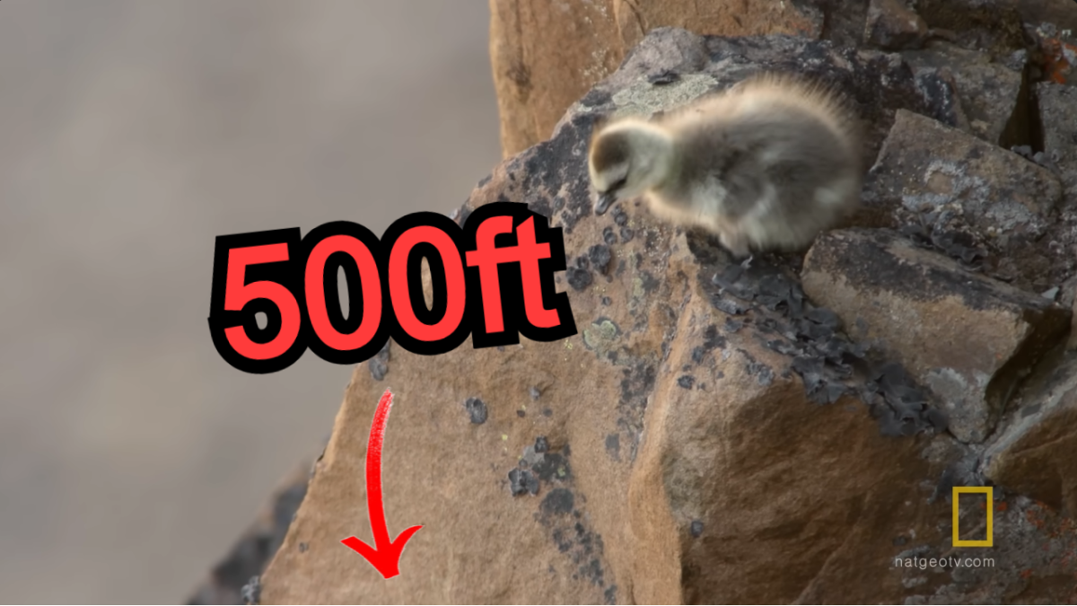 BABY BIRDS TAKE LEAP OF FAITH IN HOSTILE PLANET DOC